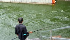 Nước sông Tô Lịch trong veo sau bão, cần thủ thỏa sức buông câu bắt cá