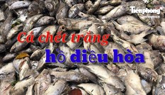 Cá chết trắng hồ điều hòa ở Đà Nẵng do rò rỉ nước thải