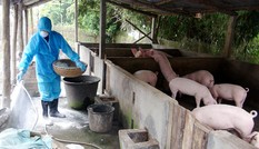 FAO cảnh báo gì Việt Nam về dịch tả lợn châu Phi?