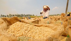 Lúa gạo tăng giá trở lại