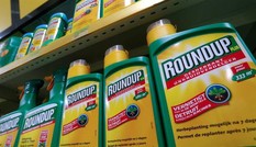 Cấm sử dụng chất diệt cỏ Glyphosate vì khả năng gây ung thư