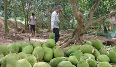 Thương lái Trung Quốc dừng thu mua, giá mít Thái rớt thảm