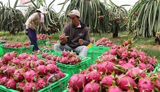 Hàng loạt trái cây giảm giá mạnh do Trung Quốc siết chặt