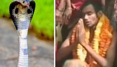 Người đàn ông cưới... rắn hổ mang vì 'duyên tiền kiếp'