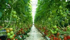 Hiện thực hóa chính sách khuyến khích DN đầu tư vào nông nghiệp
