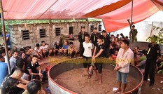 Phát hiện gần trăm người đang say sưa sát phạt trong sới gà