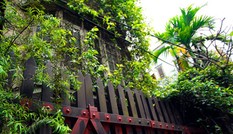 Những căn nhà phủ kín cây xanh mát mắt ở Hà Nội