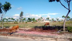 Cẩn trọng 'sập bẫy' dự án mượn danh Đà Nẵng để quảng cáo