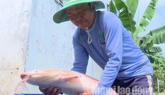 Đổ xô đi xem cá trê 'khủng' toàn thân có màu trắng lạ lẫm