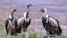 Bị đầu độc, hàng trăm kền kền chết ở Botswana Bị đầu độc, hàng trăm kền kền chết ở Botswana