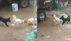 Hài hước xem cảnh chú chó ngăn hai gà trống đánh nhau