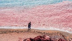Kỳ lạ vùng biển sóng đánh vào bờ chuyển màu đỏ rực