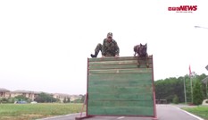 Chó nghiệp vụ bật tường 2m, chạy liên tục 3km chuẩn bị cho Army Games 2020