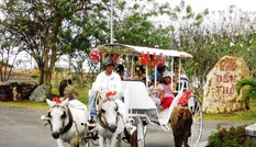 Năm ngọ, về Vũng Tàu cưỡi ngựa lấy may