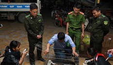 Bắt vụ vận chuyển hai cá thể hổ con quý hiếm