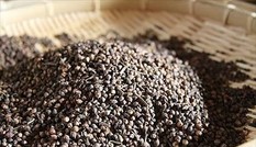 Vì sao nên chuẩn bị sẵn than hoạt tính phòng ngộ độc dịp lễ Tết?