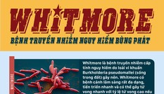 Whitmore - Bệnh truyền nhiễm nguy hiểm 'tái xuất' ở Việt Nam