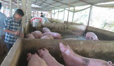 Yêu cầu doanh nghiệp giảm giá thịt lợn xuống 75.000 đồng/kg