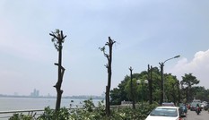 Thực hư việc trồng hoa sữa giúp ngăn mùi bãi rác Nam Sơn