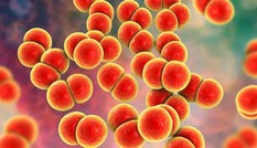TPHCM: Phát hiện chùm ca bệnh viêm niệu đạo do não mô cầu