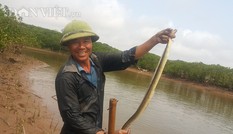 Săn 'thủy quái' dài ngoẵng đầy răng nhọn, kiếm nửa triệu/ngày