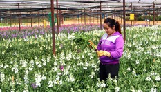 Nhiều loài hoa mới Đà Lạt được tung ra thị trường Tết