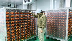 Hồng Đà Lạt lên đời, 'cháy hàng' khi sấy treo kiểu Nhật