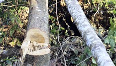 Bắt quả tang 3 đối tượng phá rừng phòng hộ giữa ban ngày