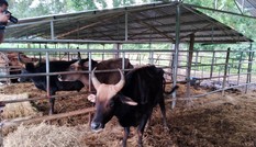 Đàn bò tót lai quý hiếm suy kiệt: Gấp rút chuyển về Vườn quốc gia