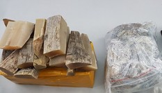Kiểm soát y tế phát hiện đối tượng vận chuyển lô sừng tê giác hơn 3 tỷ đồng