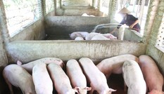 'Xử lý nghiêm ông nào găm hàng, thổi giá thịt lợn'
