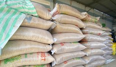 Công ty 'ma' kinh doanh giống lúa “lạ”