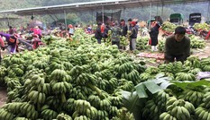 Cây chuối miền biên biết “đẻ” ô tô, nhà lầu