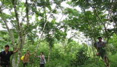 'Vương quốc' gỗ sưa bí mật của người A Rem
