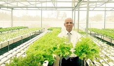 Doanh nhân Việt kiều Úc trồng rau thủy canh ở Sài Gòn
