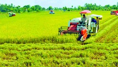 Con đường gạo Việt Nam đoạt ngôi vương thế giới