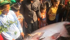 Ngư dân miền Tây bắt được cá tra dầu 'khổng lồ'