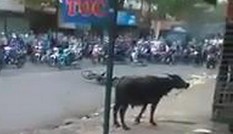 Trâu điên rượt đuổi người gây náo loạn ở Đồng Nai