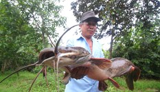 Bắt được cá trê ‘khủng’ dài 1 mét ở Hậu Giang