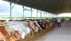 Bầu Đức liên quan dự án nuôi bò tại Hà Tĩnh
