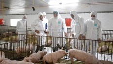 Giá lợn giống nhảy múa, nhiều doanh nghiệp lãi khủng