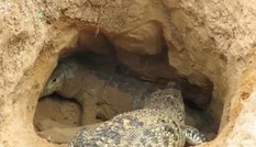 VIDEO: Màn giao chiến giữa cá sấu với rồng Komodo