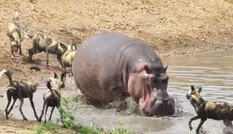 Đàn chó hoang liều lĩnh cướp mồi của hà mã