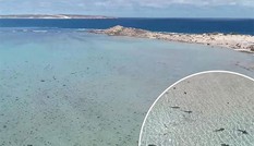 Kỳ lạ, hàng trăm con cá mập vây quanh bờ biển Australia