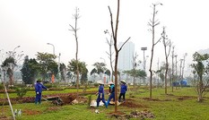 Trồng cây sai chỗ có thể bị phạt đến 15 triệu đồng