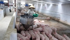 Áp Tết, hàng loạt chủ trại lợn găm hàng