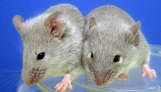 Đột phá: Điều trị tiểu đường bằng tế bào gốc
