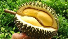 Sầu riêng, bổ thận tráng dương