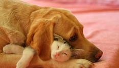 Vợ ốm bị bắt ăn cơm nguội, mếu máo 'tố tội' chồng cho chó ốm ăn gà tần