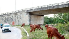 Cận cảnh chăn nuôi gia súc, gia cầm ở các quận, huyện Hà Nội sau 'lệnh' cấm